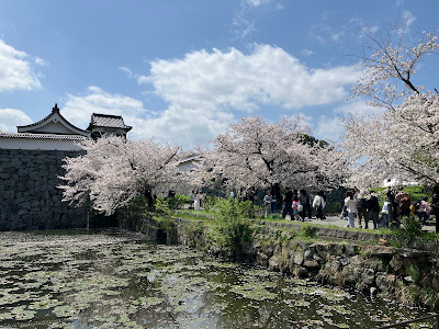睡蓮の咲く堀(福岡城跡4号堀) 사진 5