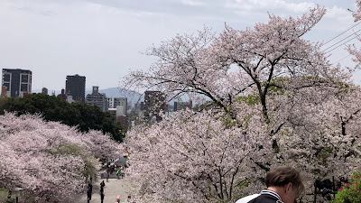 西公園の桜 사진 3