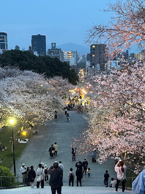 西公園の桜 사진 2