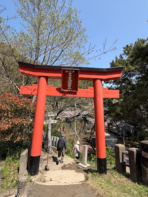 西公園の桜 사진 4