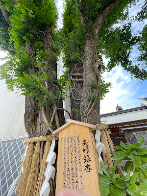 Married Couple Gingko Tree 사진 3