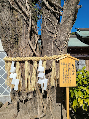 Married Couple Gingko Tree 사진 4