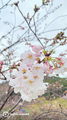 Sasagurimachi Sogoundo Koen Kabutonomori Park 사진 3