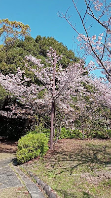 Mukainoyama Park 사진 3