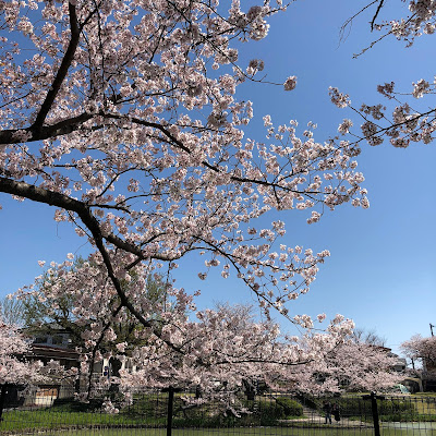 Biwabashi Park 사진 4