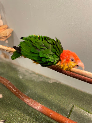 Moff animal cafe MARK IS Fukuoka Momochi 사진 4