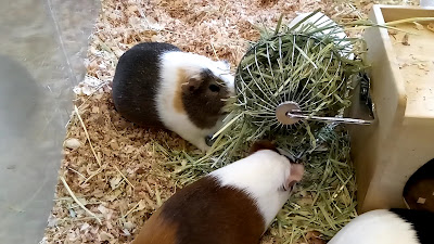 Moff animal cafe MARK IS Fukuoka Momochi 사진 3