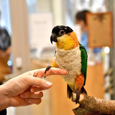 Moff animal cafe MARK IS Fukuoka Momochi 사진 5
