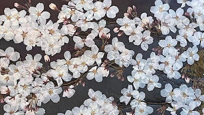 ざっしょ町 竜一 사진 5