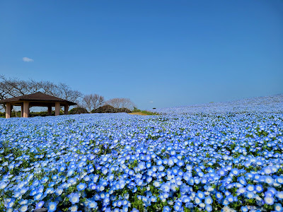 Flower Museum (Uminonakamichi Seaside Park)