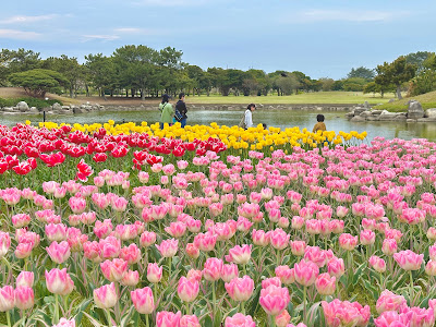 Flower Museum (Uminonakamichi Seaside Park) 사진 4