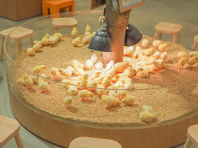 Moff animal cafe LaLaport Fukuoka 사진 3