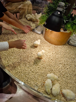 Moff animal cafe LaLaport Fukuoka 사진 4