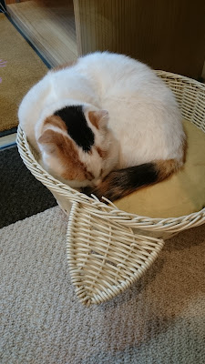 猫カフェcota 사진 2