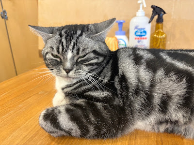 猫カフェcota 사진 4