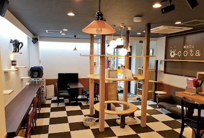 猫カフェcota