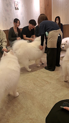 Samoyed Park Fukuoka Tenjin 사진 2