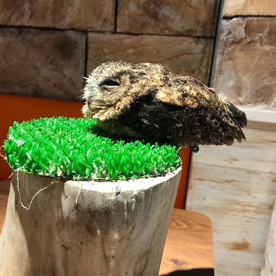 Owl Cafe Tenjin 사진 3