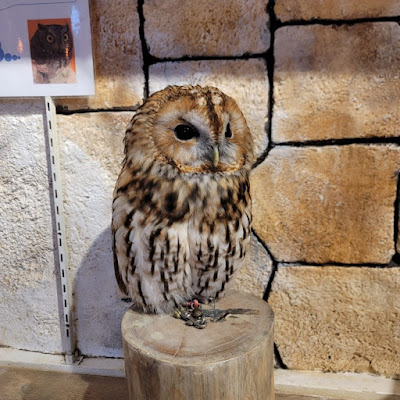 Owl Cafe Tenjin 사진 4