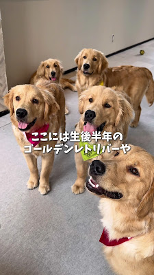 Fluffy dogs フラッフィードッグス 사진 2