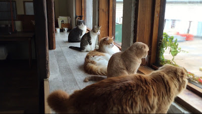 Cat cafe Yoshineko 사진 4