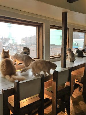 Cat cafe Yoshineko