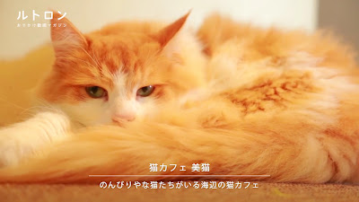 Cat cafe Yoshineko 사진 2