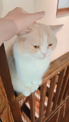 Cat cafe Yoshineko 사진 5