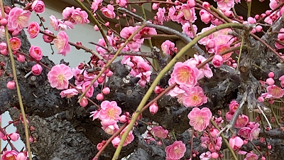 加野而青堂 사진 4