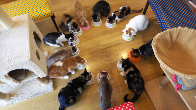 猫とうさぎのカフェ クリームシャンティ (旧:ラビキャットん) 사진 4