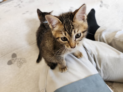 保護猫カフェ あみ トリミングサロンあみ