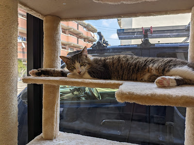 保護猫カフェ あみ トリミングサロンあみ 사진 3