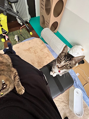 保護猫カフェ あみ トリミングサロンあみ 사진 4