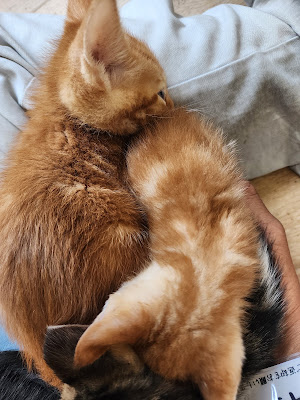保護猫カフェ あみ トリミングサロンあみ 사진 2