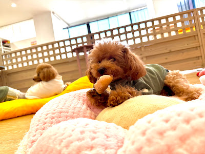 犬カフェ＆DOGラン ココハウス（COCOHOUSE) 사진 4