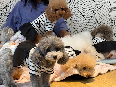 犬カフェ＆DOGラン ココハウス（COCOHOUSE) 사진 3