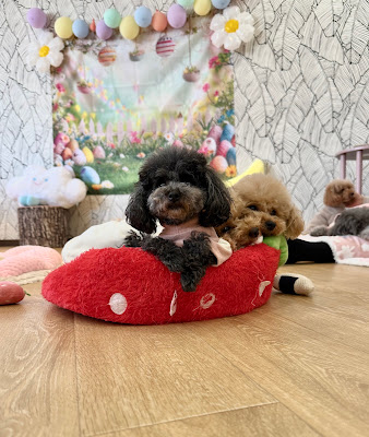 犬カフェ＆DOGラン ココハウス（COCOHOUSE) 사진 5