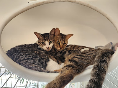 保護猫のティアハイム 伊都にゃーご 사진 4