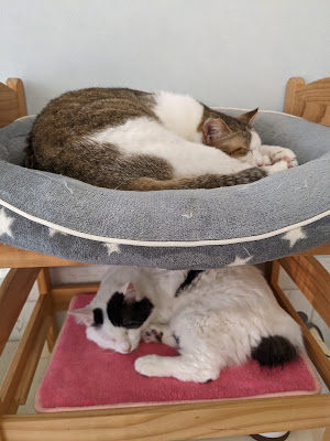 保護猫のティアハイム 伊都にゃーご 사진 3