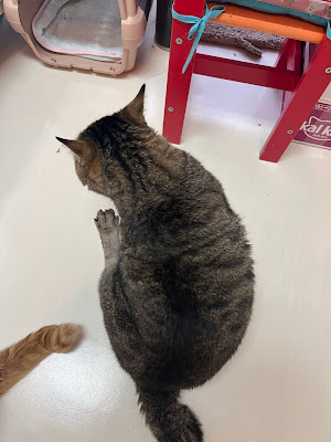 保護猫のティアハイム 伊都にゃーご 사진 5
