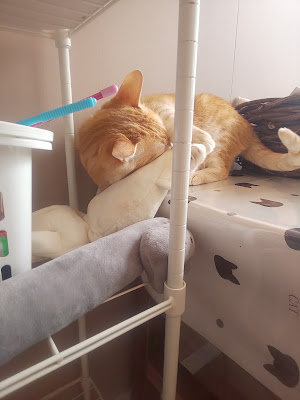猫カフェまんぼう 사진 3
