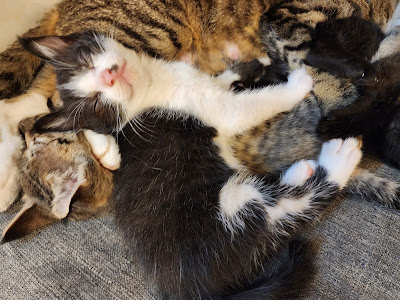 猫カフェまんぼう 사진 2