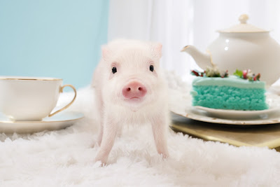 mipig cafe イオンモール福岡店【マイクロブタカフェ】 사진 3