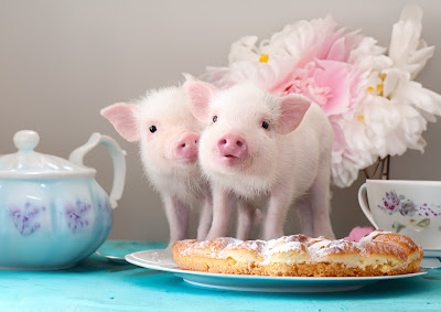 mipig cafe イオンモール福岡店【マイクロブタカフェ】 사진 2