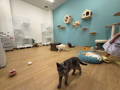 ANELLA CAFE【保護犬猫ふれあいカフェ】箱崎店 사진 3
